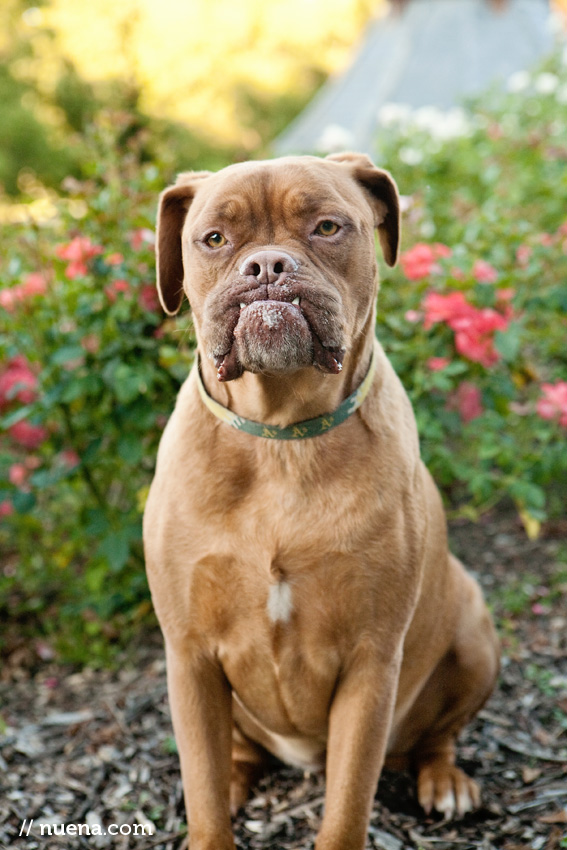 Rosie the Dogue de Bordeaux | Nuena Photography