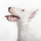Studio | Dogs | Portfolio | Nuena Photography