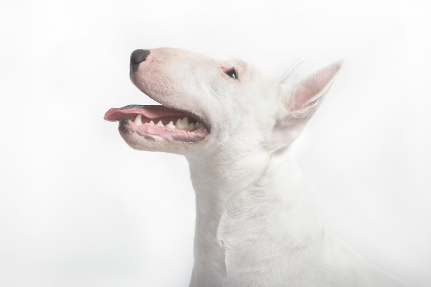 Studio | Dogs | Portfolio | Nuena Photography