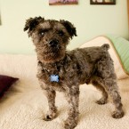Sammy | Muttville | Nuena Photography