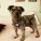Sammy | Muttville | Nuena Photography thumbnail