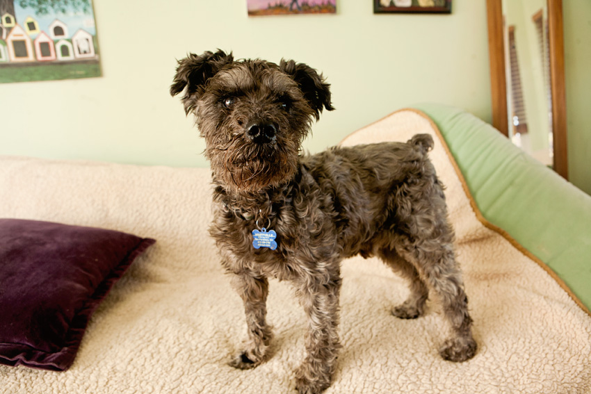 Sammy | Muttville | Nuena Photography