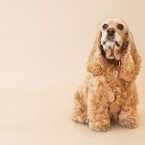 Studio | Dogs | Portfolio | Nuena Photography