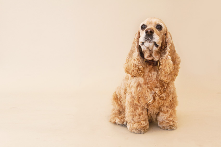 Studio | Dogs | Portfolio | Nuena Photography