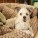 Scrappy | Muttville | Nuena Photography thumbnail