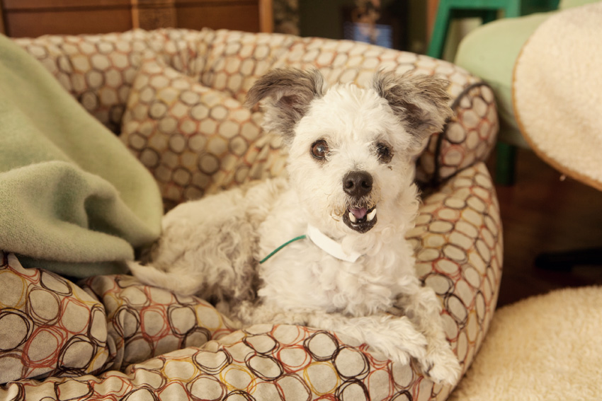 Scrappy | Muttville | Nuena Photography