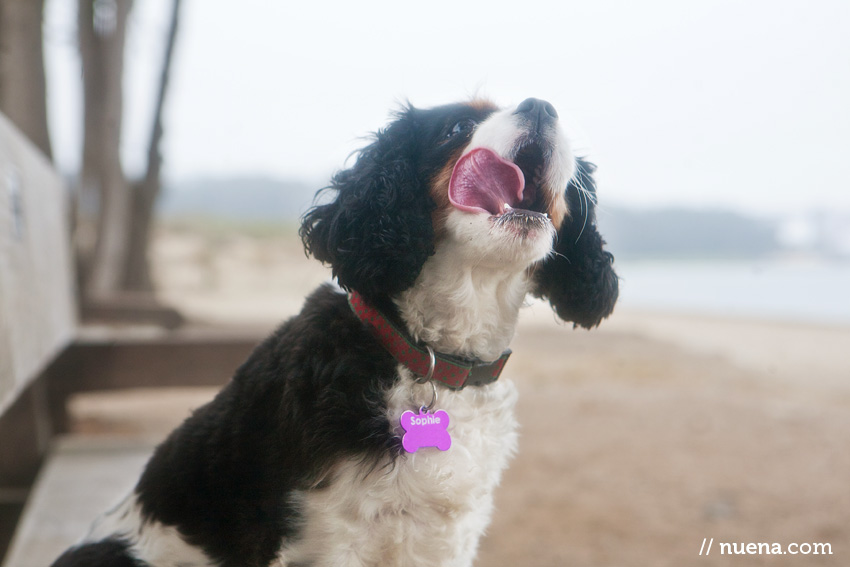 Sophie the Cavalier King Charles Spaniel | Nuena Photography