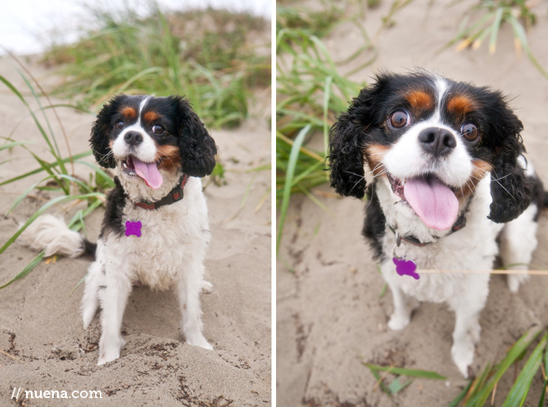 Sophie the Cavalier King Charles Spaniel | Nuena Photography