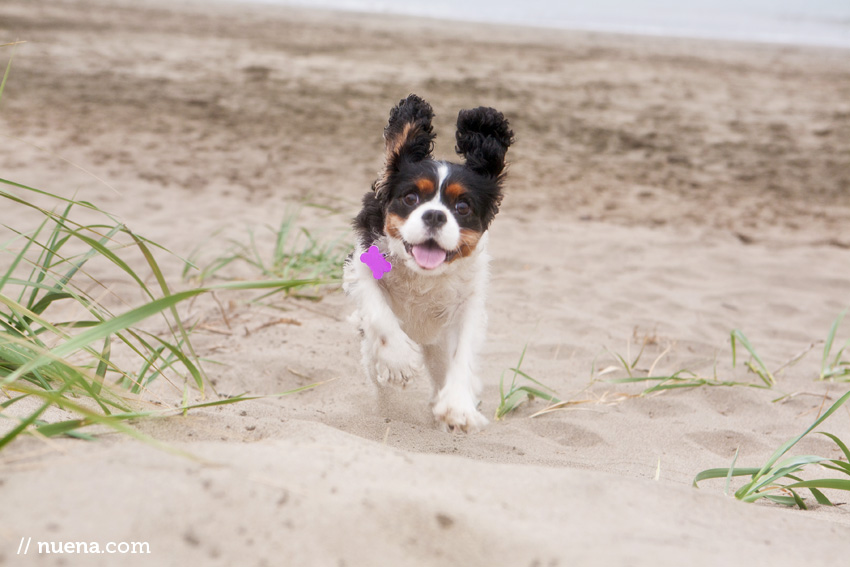 Sophie the Cavalier King Charles Spaniel | Nuena Photography