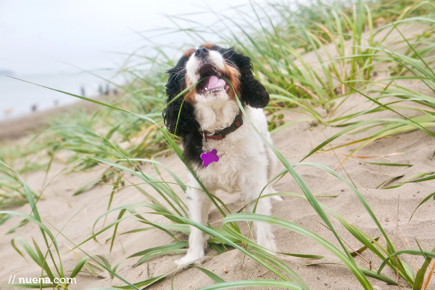 Sophie the Cavalier King Charles Spaniel | Nuena Photography