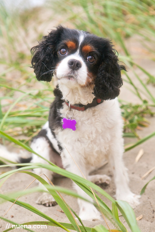 Sophie the Cavalier King Charles Spaniel | Nuena Photography