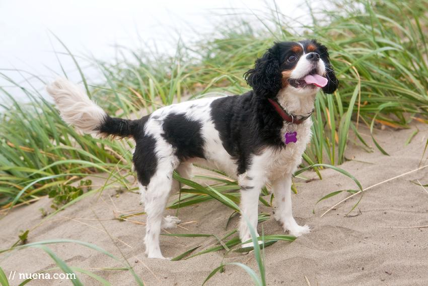 Sophie the Cavalier King Charles Spaniel | Nuena Photography