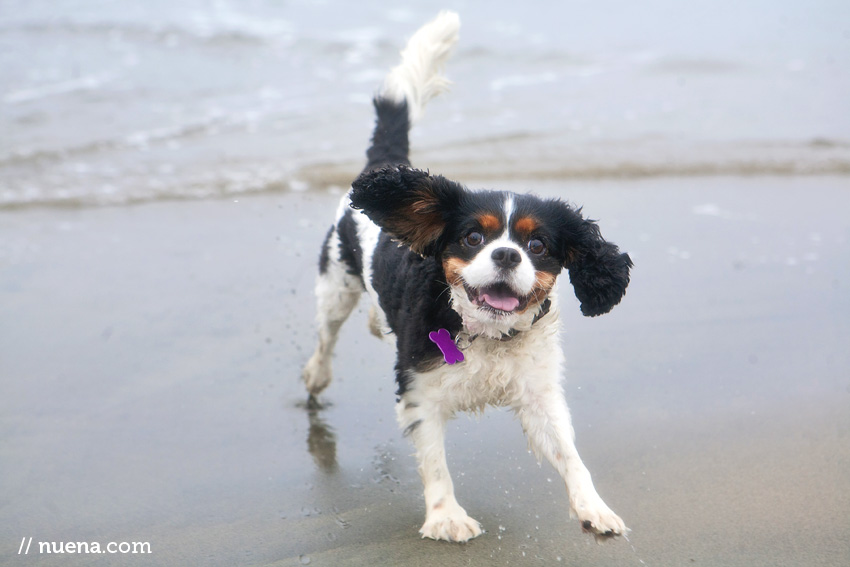 Sophie the Cavalier King Charles Spaniel | Nuena Photography