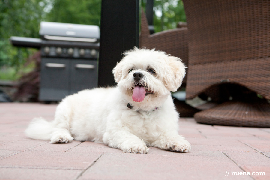 Starra the Lhasa Apso Mix | Nuena Photography