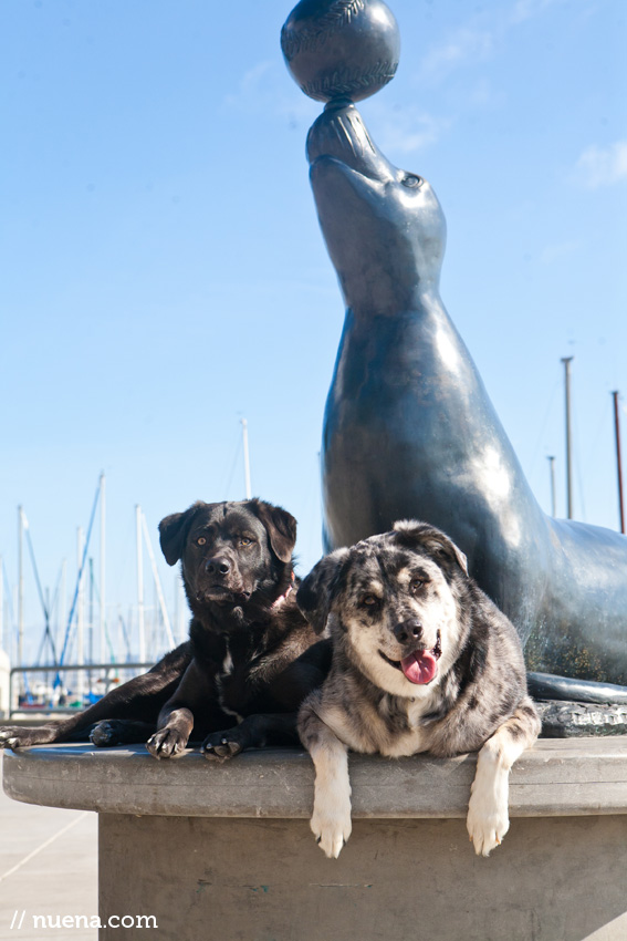 Sunny and Luna the Labahoulas | Nuena Photography | San Francisco Pet Photographer