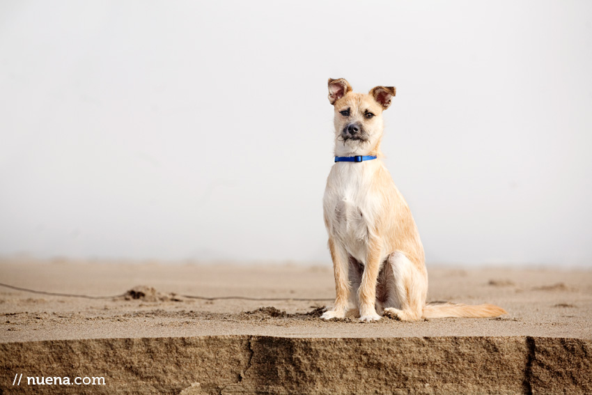 Tater the Terrier Mix | Nuena Photography | SF Bay Area Best Pet Photographer