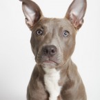 Studio | Dogs | Portfolio | Nuena Photography