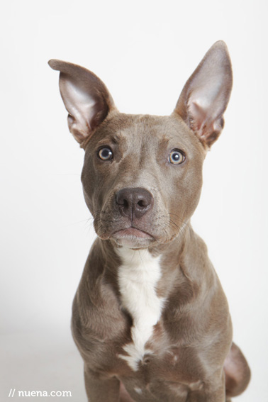 Studio | Dogs | Portfolio | Nuena Photography