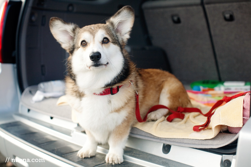 Wally the Pembroke Welsh Corgi | Nuena Photography | SF Bay Area Best Pet Photographer