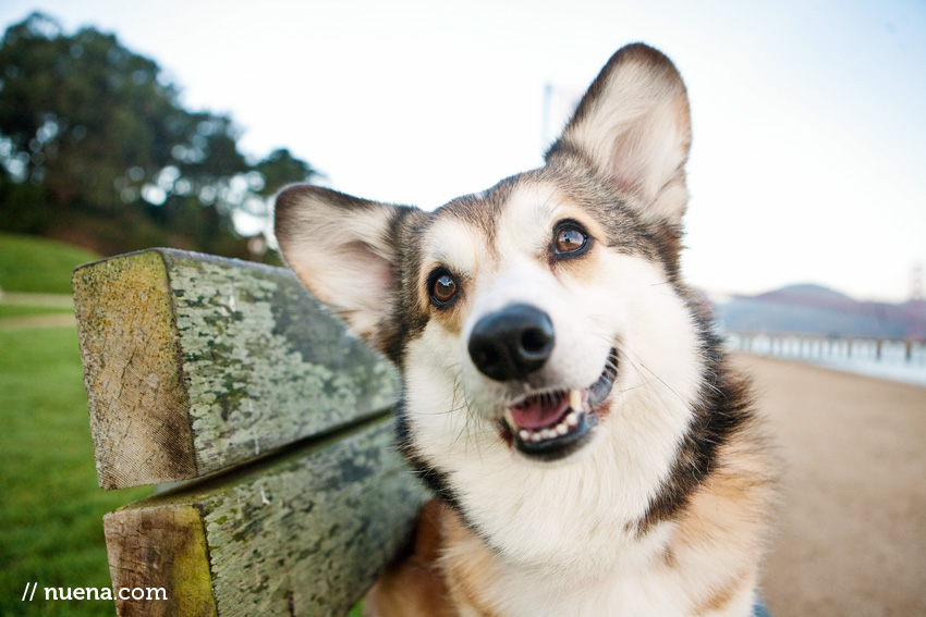 Wally the Pembroke Welsh Corgi | Nuena Photography | SF Bay Area Best Pet Photographer