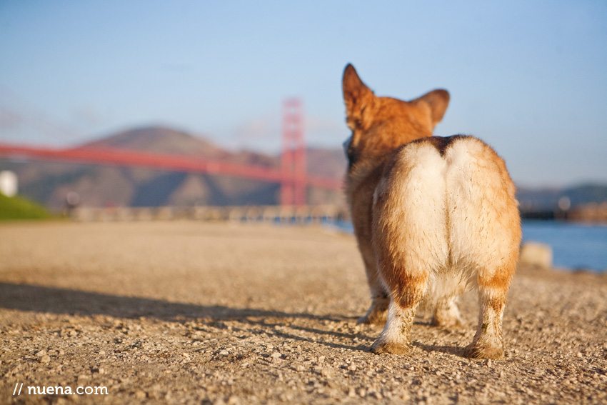 Wally the Pembroke Welsh Corgi | Nuena Photography | SF Bay Area Best Pet Photographer