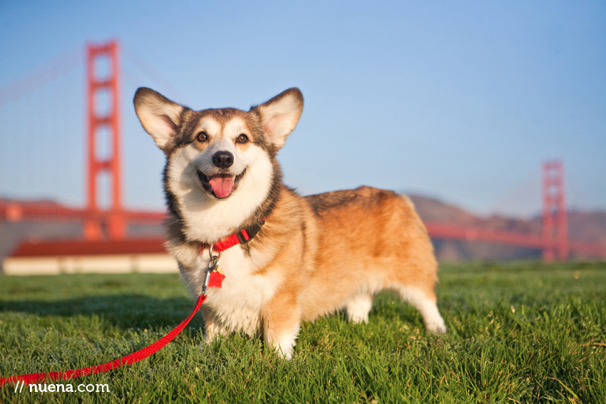 Wally the Pembroke Welsh Corgi | Nuena Photography | SF Bay Area Best Pet Photographer