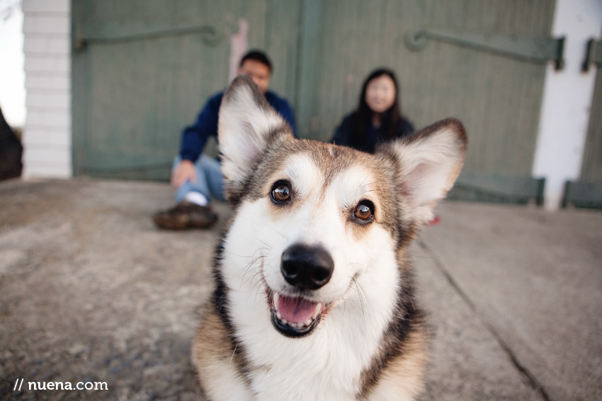 Wally the Pembroke Welsh Corgi | Nuena Photography | SF Bay Area Best Pet Photographer