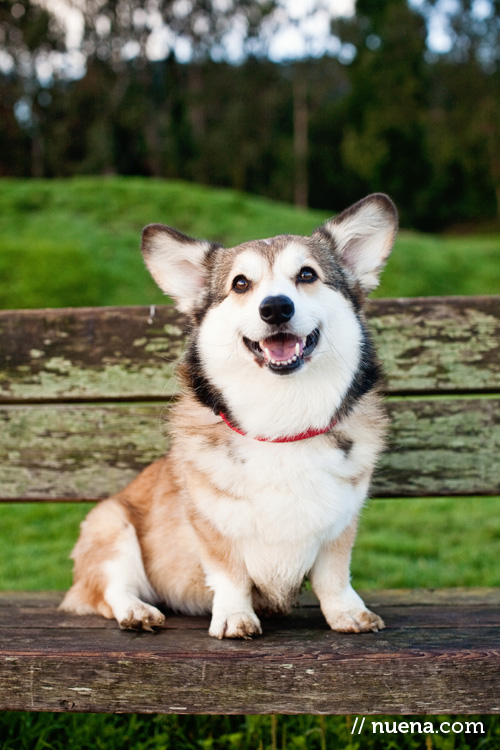 Wally the Pembroke Welsh Corgi | Nuena Photography | SF Bay Area Best Pet Photographer