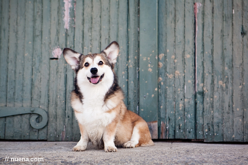 Wally the Pembroke Welsh Corgi | Nuena Photography | SF Bay Area Best Pet Photographer