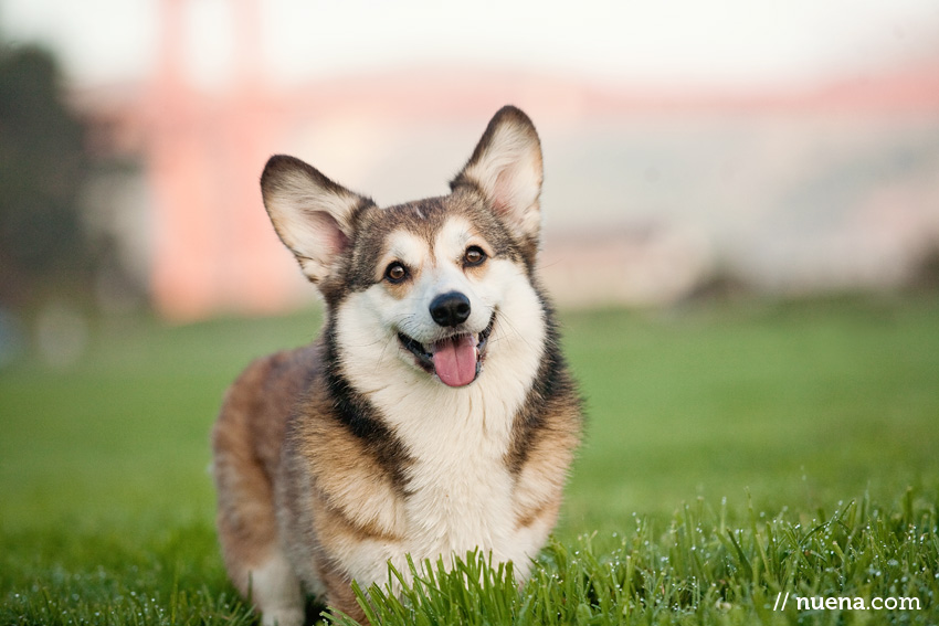 Wally the Pembroke Welsh Corgi | Nuena Photography | SF Bay Area Best Pet Photographer