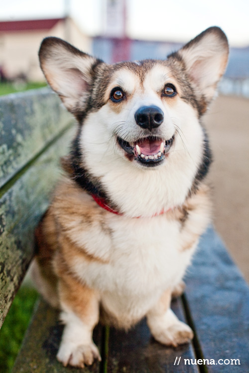 Wally the Pembroke Welsh Corgi | Nuena Photography | SF Bay Area Best Pet Photographer