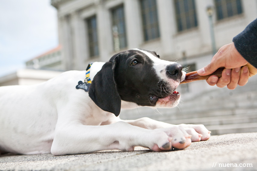 Yohji the Great Dane Puppy | Nuena Photography