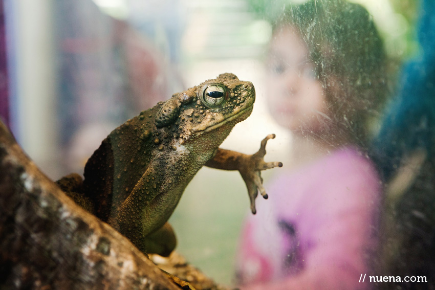 Borneo River Toad | California Academy of Sciences | Nuena Photography | San Francisco Animal Photographer