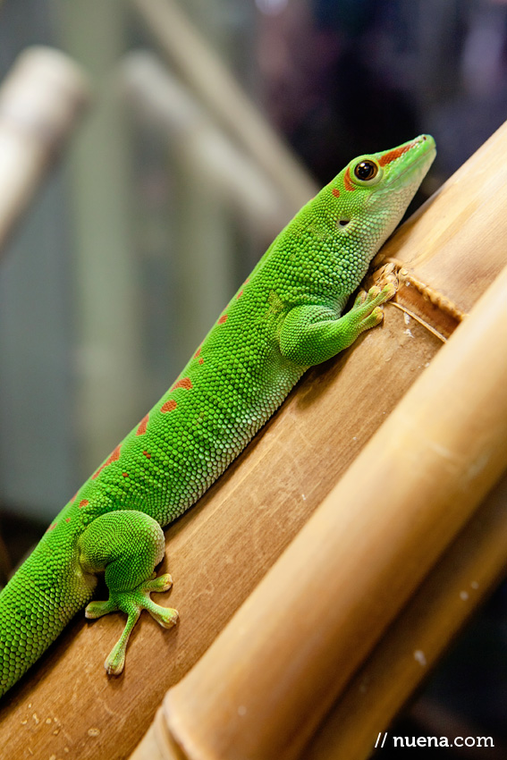 Madagascar Giant Day Gecko | California Academy of Sciences | Nuena Photography | San Francisco Animal Photographer