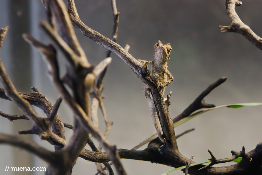 Madagascar Dwarf Plated Chameleon | California Academy of Sciences | Nuena Photography | San Francisco Animal Photographer