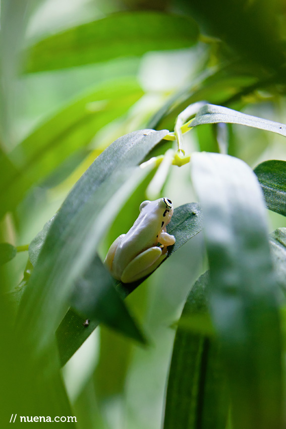 Madagascar Reed Frog | California Academy of Sciences | Nuena Photography | San Francisco Animal Photographer