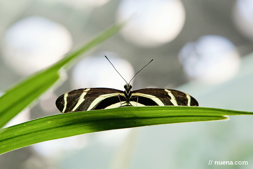 Zebra Longwing Butterfly | California Academy of Sciences | Nuena Photography | San Francisco Animal Photographer