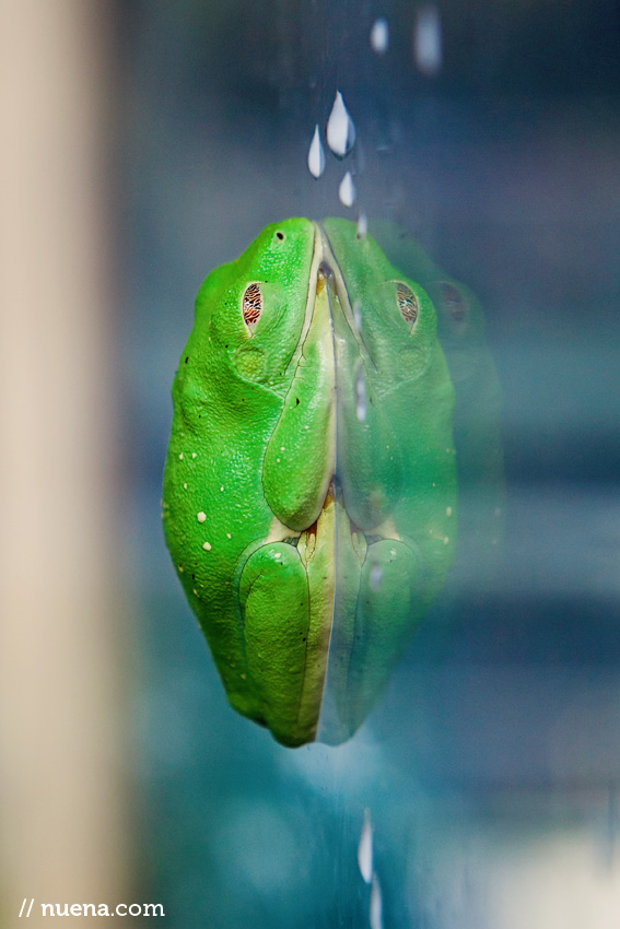 Red Eyed Tree Frog | California Academy of Sciences | Nuena Photography | San Francisco Animal Photographer