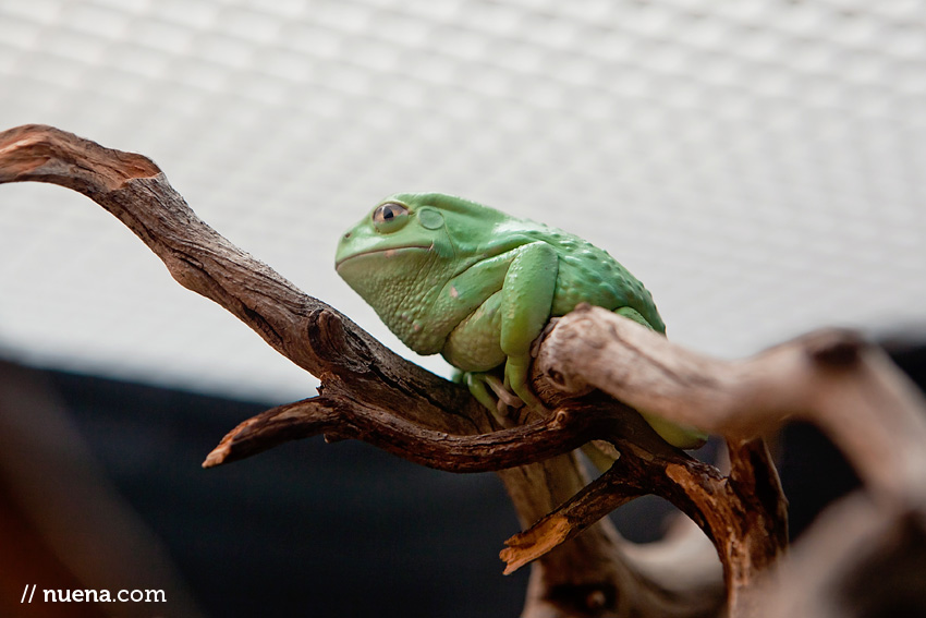 Waxy Monkey Tree Frog | California Academy of Sciences | Nuena Photography | San Francisco Animal Photographer