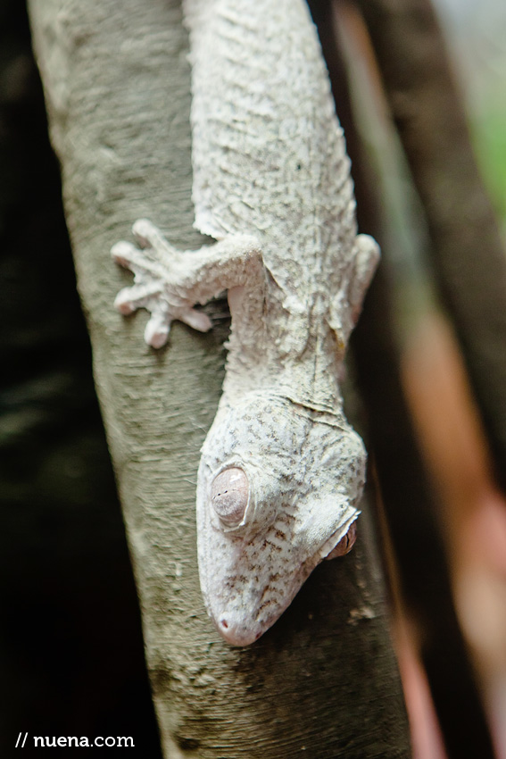 Henkel's Leaf-Tailed Gecko | California Academy of Sciences | Nuena Photography | San Francisco Animal Photographer