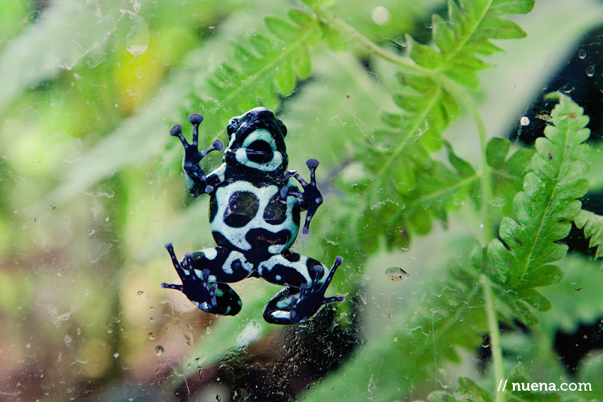 Green and Black Poison Dart Frog | California Academy of Sciences | Nuena Photography | San Francisco Animal Photographer