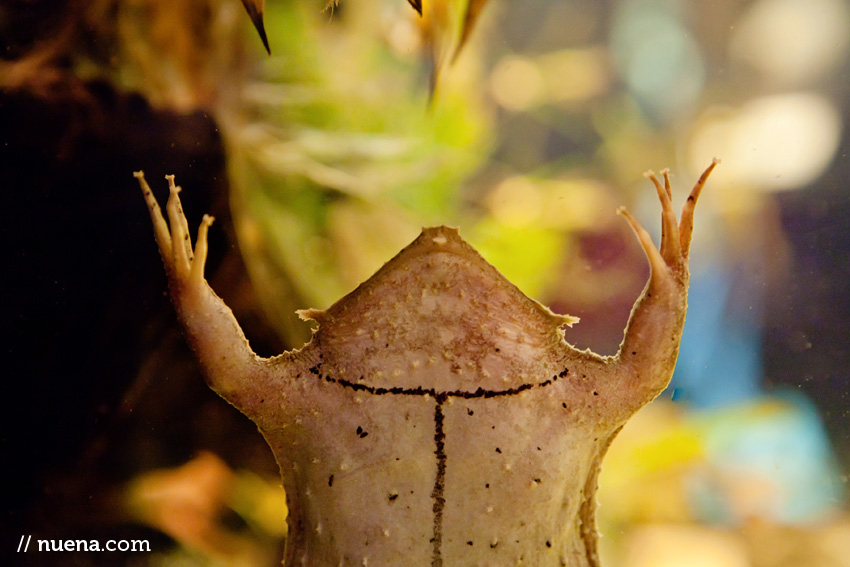 Surinam Toad | California Academy of Sciences | Nuena Photography | San Francisco Animal Photographer