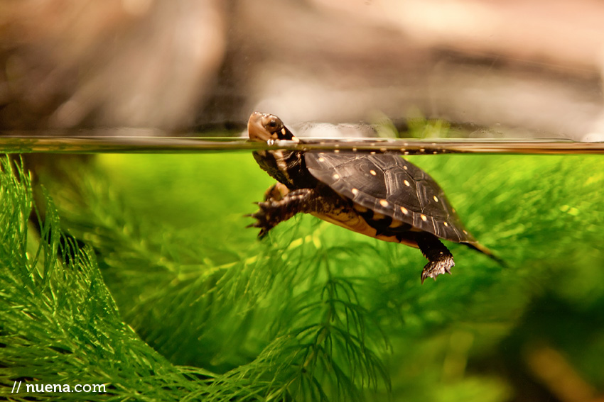 Spotted Turtle | California Academy of Sciences | Nuena Photography | San Francisco Animal Photographer