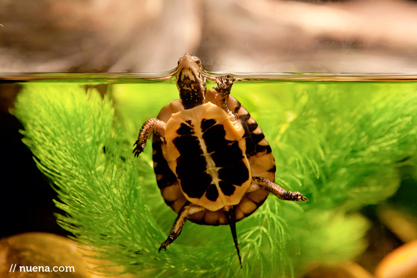 Spotted Turtle | California Academy of Sciences | Nuena Photography | San Francisco Animal Photographer