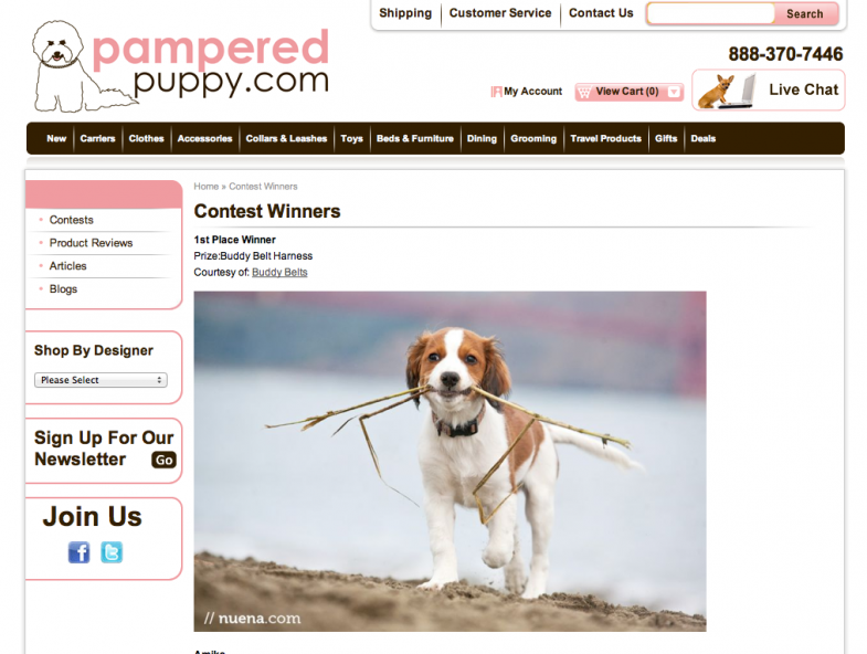 Pampered Puppy - We Won! | Nuena Photography | San Francisco Pet Photographer