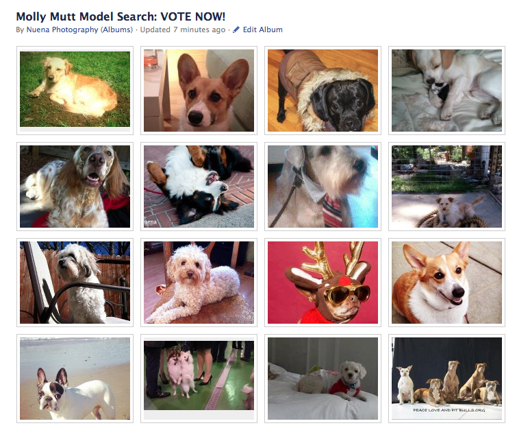 Molly Mutt Model Search Voting Now Open!