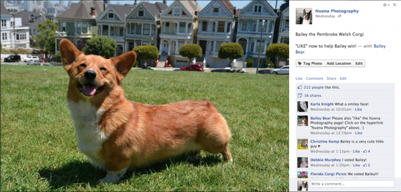 Bailey the Pembroke Welsh Corgi | Nuena Photography | San Francisco Commercial Dog Photographer