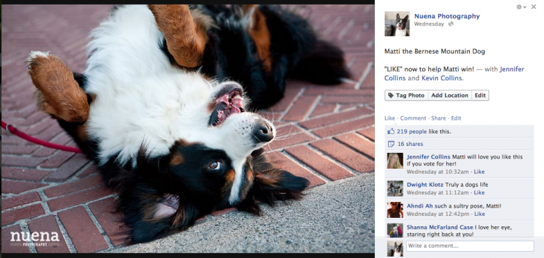 Matti the Bernese Mountain Dog | Nuena Photography | San Francisco Commercial Dog Photographer