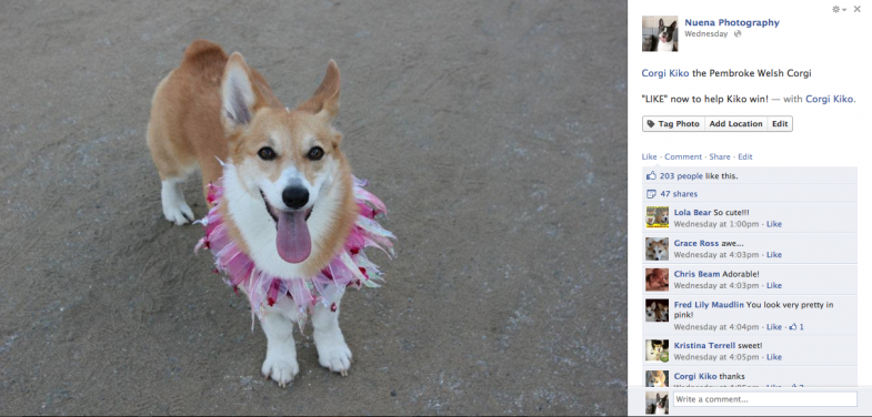 Kiko the Pembroke Welsh Corgi | Nuena Photography | San Francisco Commercial Dog Photographer