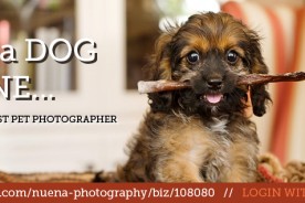 Vote Nuena Photography Best Pet Photographer in the Bay Area A-List